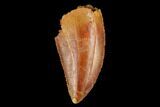 Serrated, Raptor Tooth - Real Dinosaur Tooth #178405-1